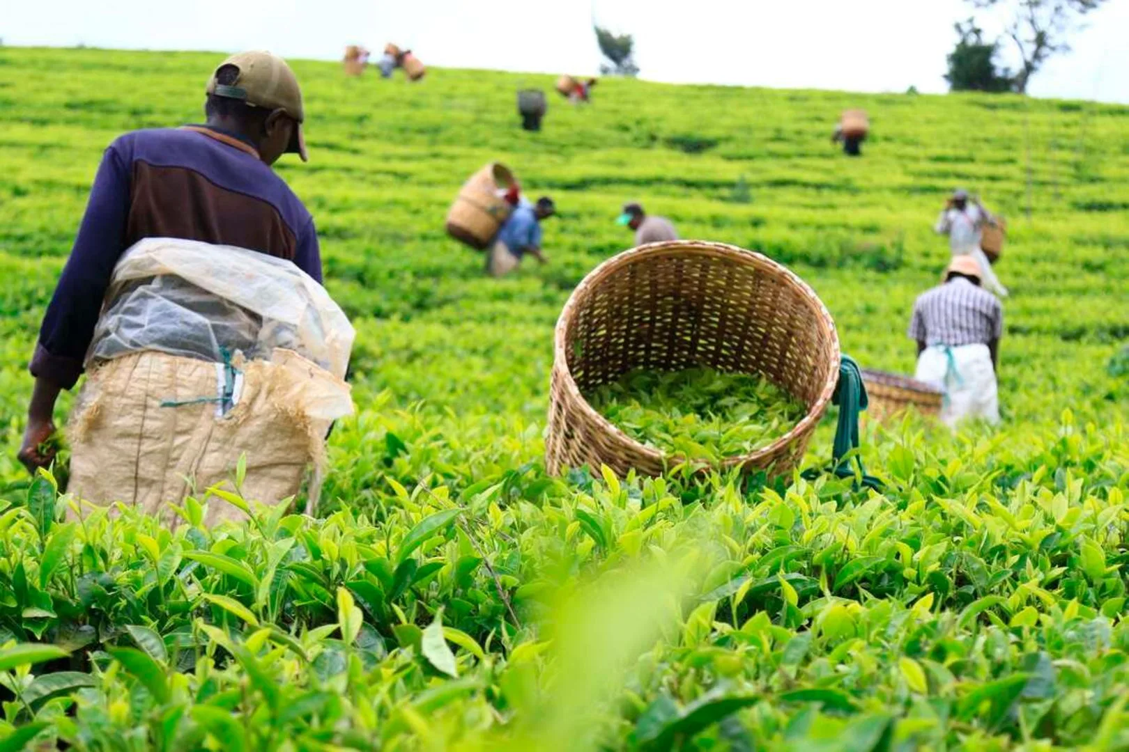 Smallholder tea farmers picking green leaf with woven baskets in a lush tea farm in Kenya
