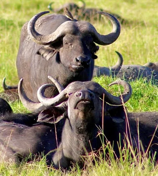 Buffalo Milk vs Cow Milk: Will Ruto's Plan Benefit Kenyan Consumers?