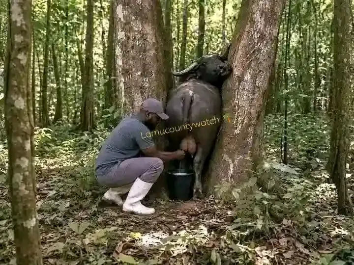 A man milking buffalo.