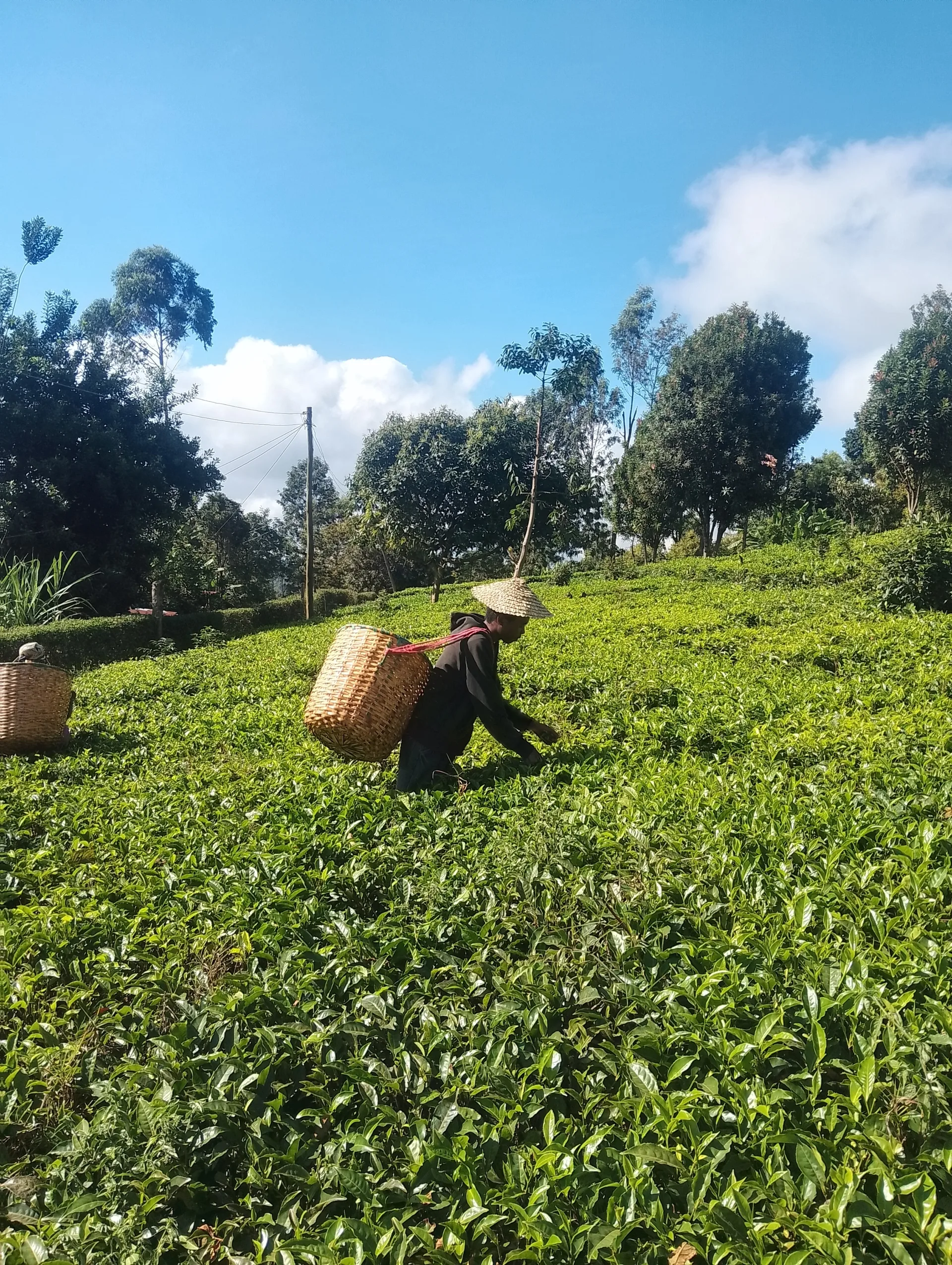Picking tea.