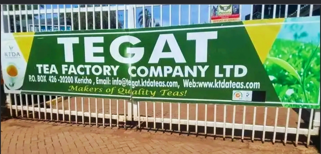 Chebochok Ousted: Activists Score Big in Tegat Tea Factory Election Overturn