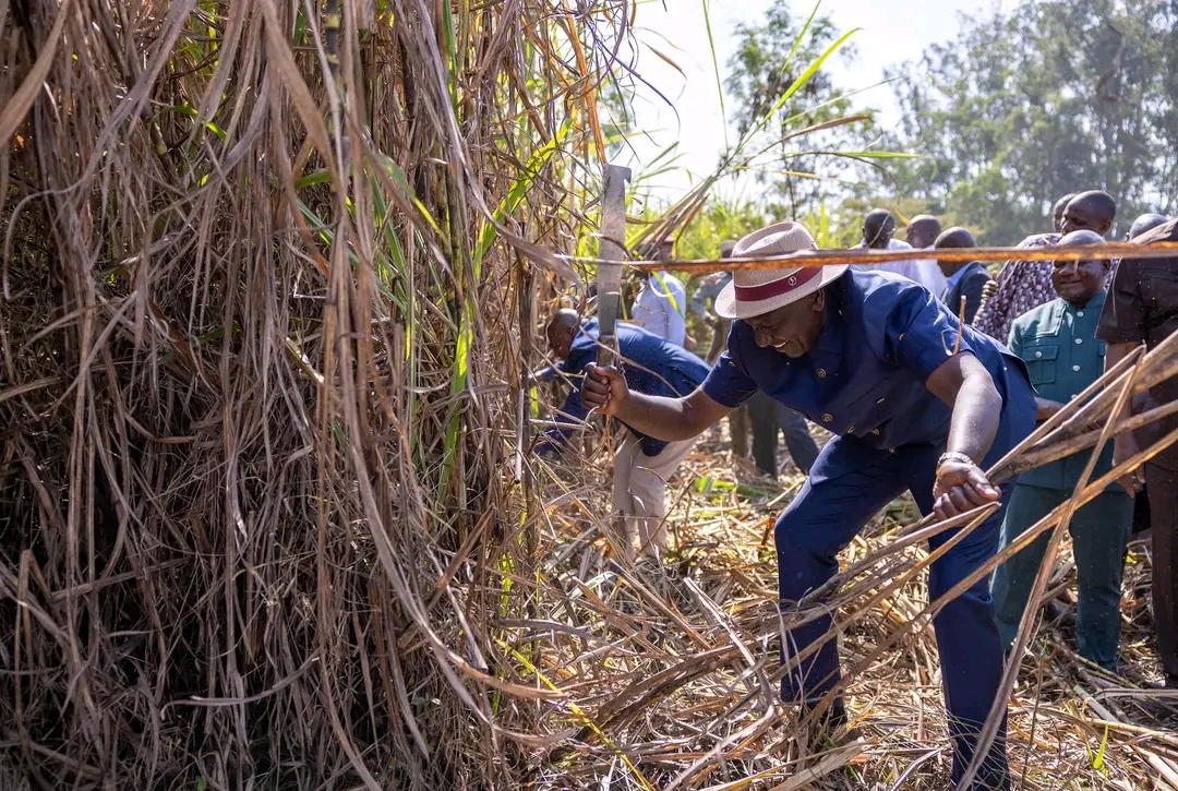 President Ruto Rolls Out KSh150M Sugar Bonus, Promises End to Cartels