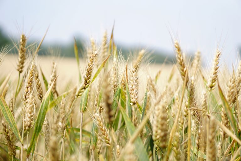 Cereal Millers Association Refutes Claims on Local Wheat Purchases, Calls for Policy Reforms to Strengthen Kenya’s Wheat Sector