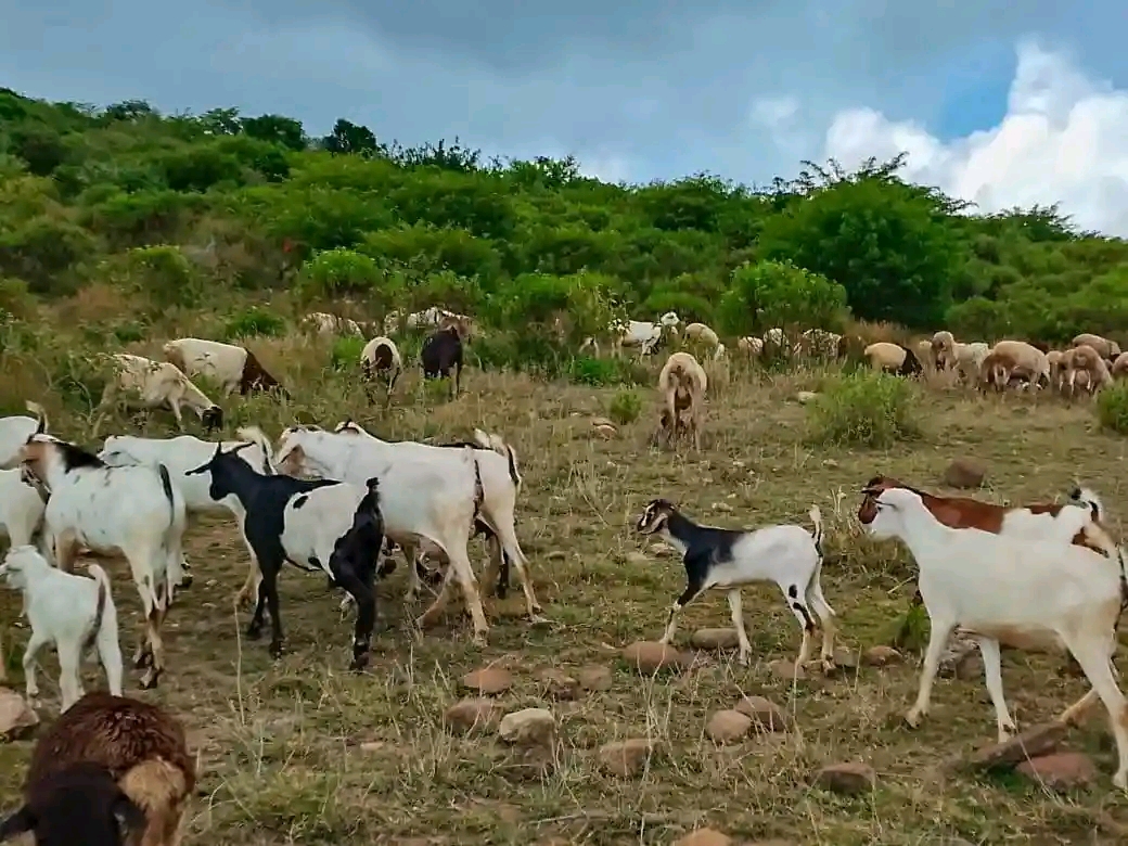 Gunfire in the Wild: GSU Officers Recover Stolen Livestock After Daring Samburu Chase