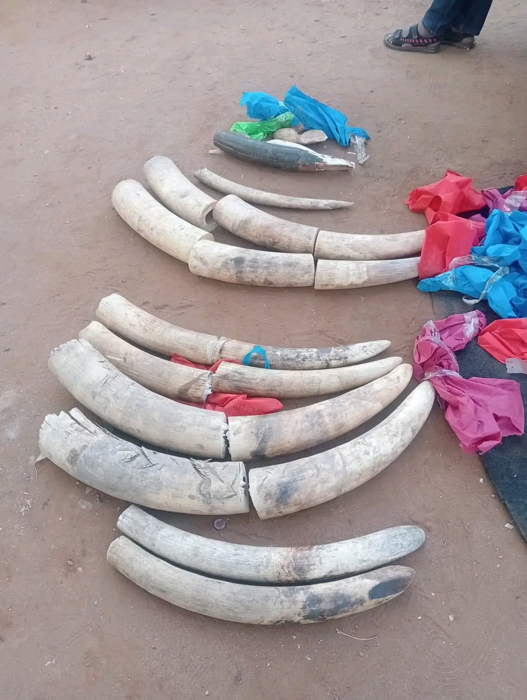 Two Traffickers Arrested After Dramatic Namanga Sting, Elephant Tusks Worth Sh11m Recovered